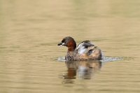 07 Tachybaptus ruficollis (tuffetto)